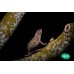 Camaleón Pantera - Furcifer Pardalis ( Machos / Medianos - Sub-adultos)